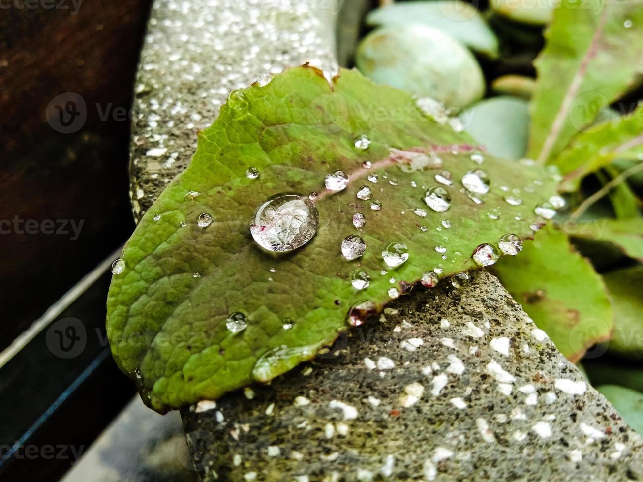 close up of water droplets on a leaf photo