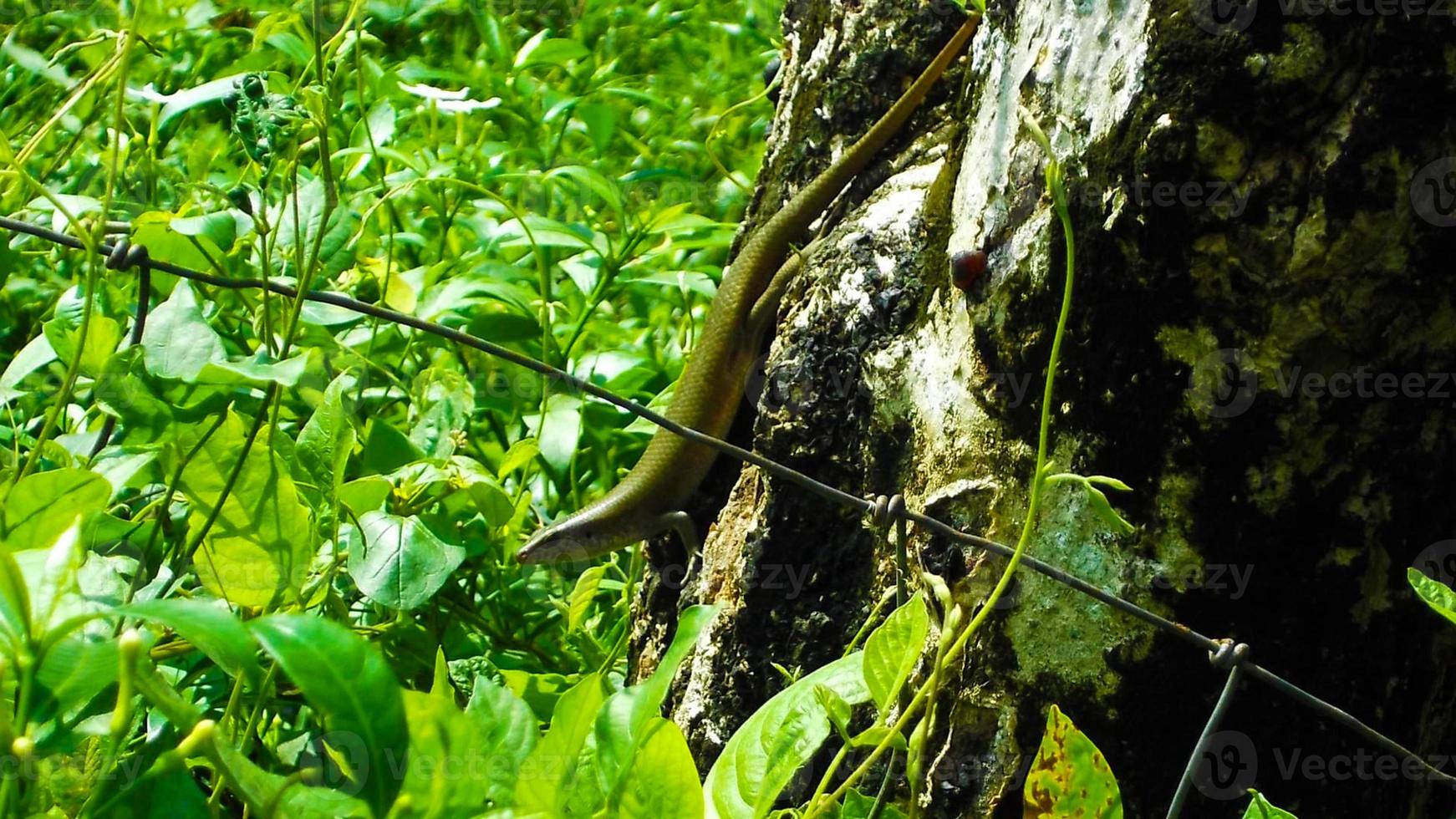 Green Skink in the grass photo