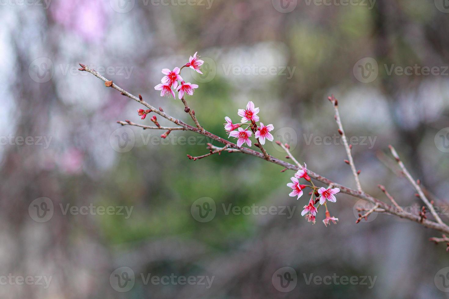 Smooth Focus pink cherry blossoms that are starting to bloom at Baan Hmong Khun Chang Khian in Chiang Mai is popular for tourists to see beautiful pink cherry blossoms blooming every winter photo