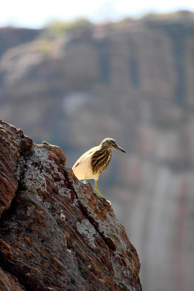 A Pond Heron Sitting on a Rock. photo