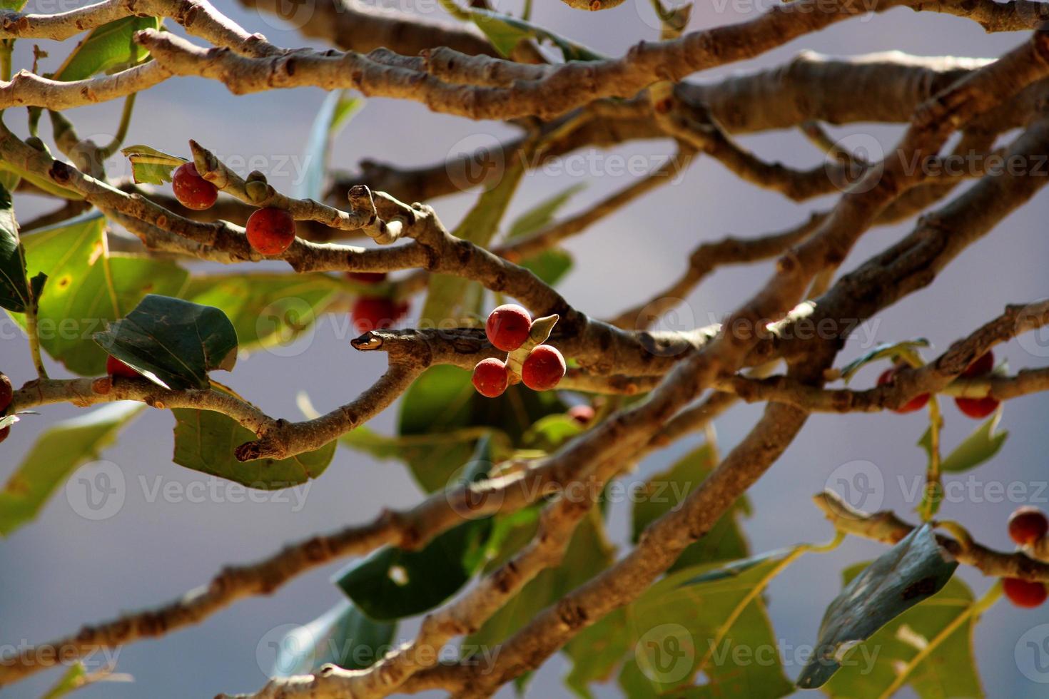 Banyan Fruits Hanging on a Tree. photo