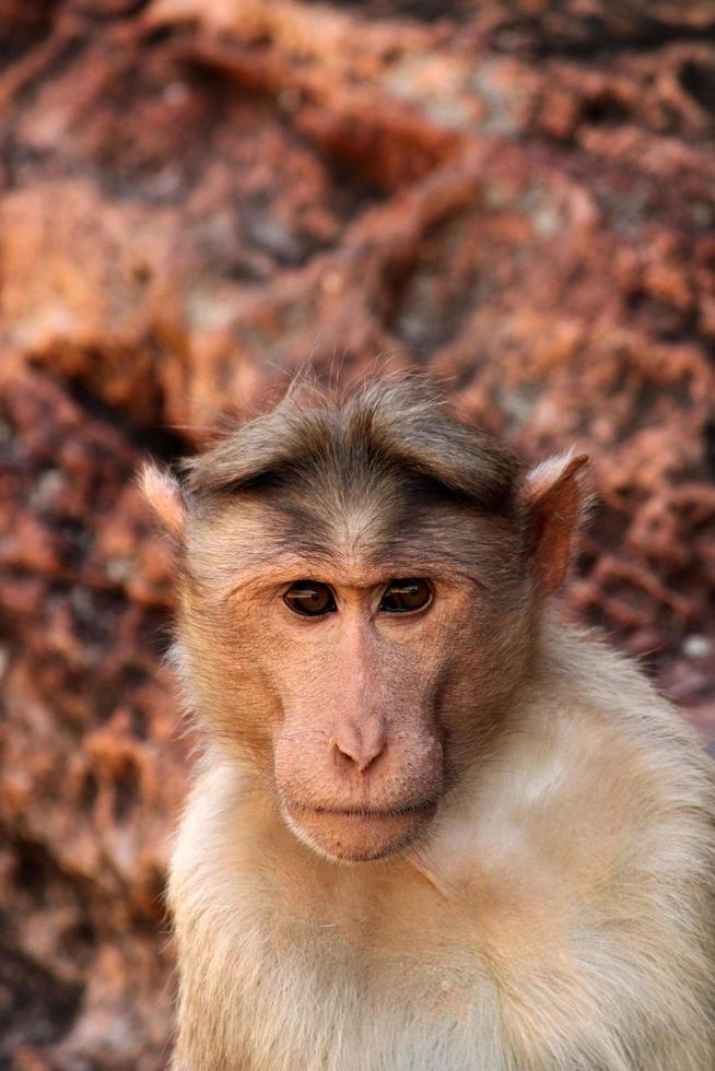 mono macaco capot en fuerte badami. foto