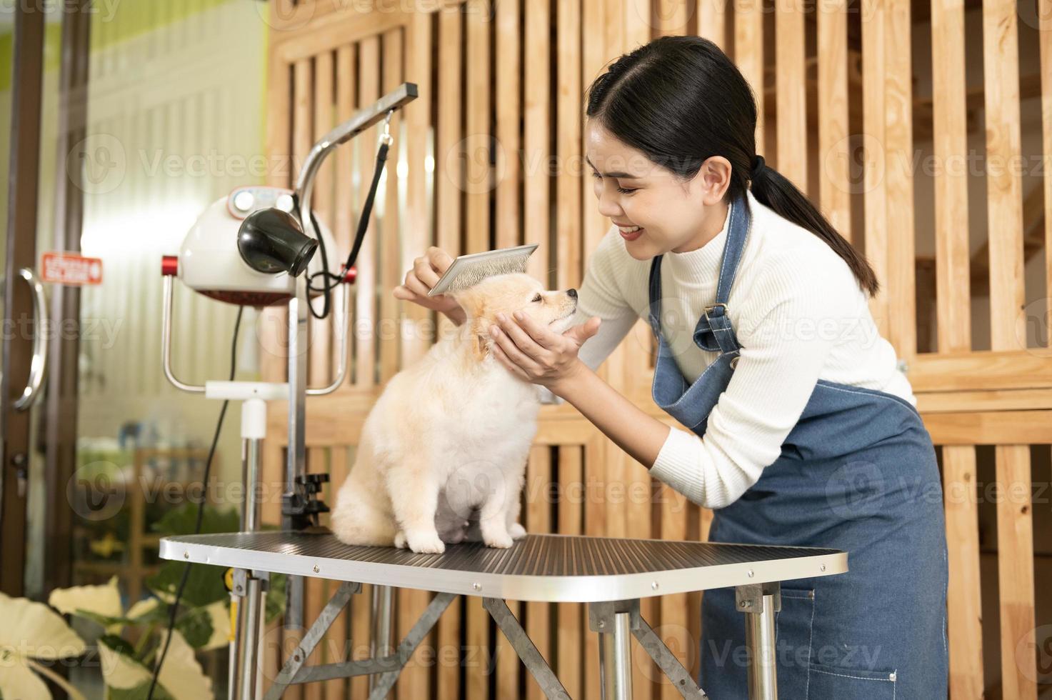 Female professional groomer combing dog fur at pet spa grooming salon photo