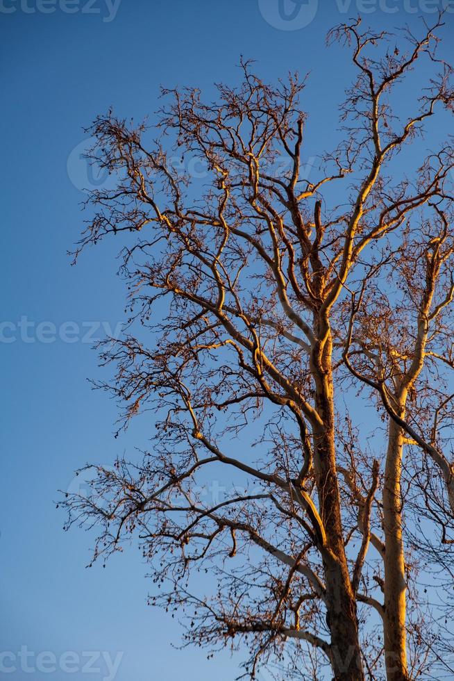 Naked branches of a tree against blue sky in afternoon light photo