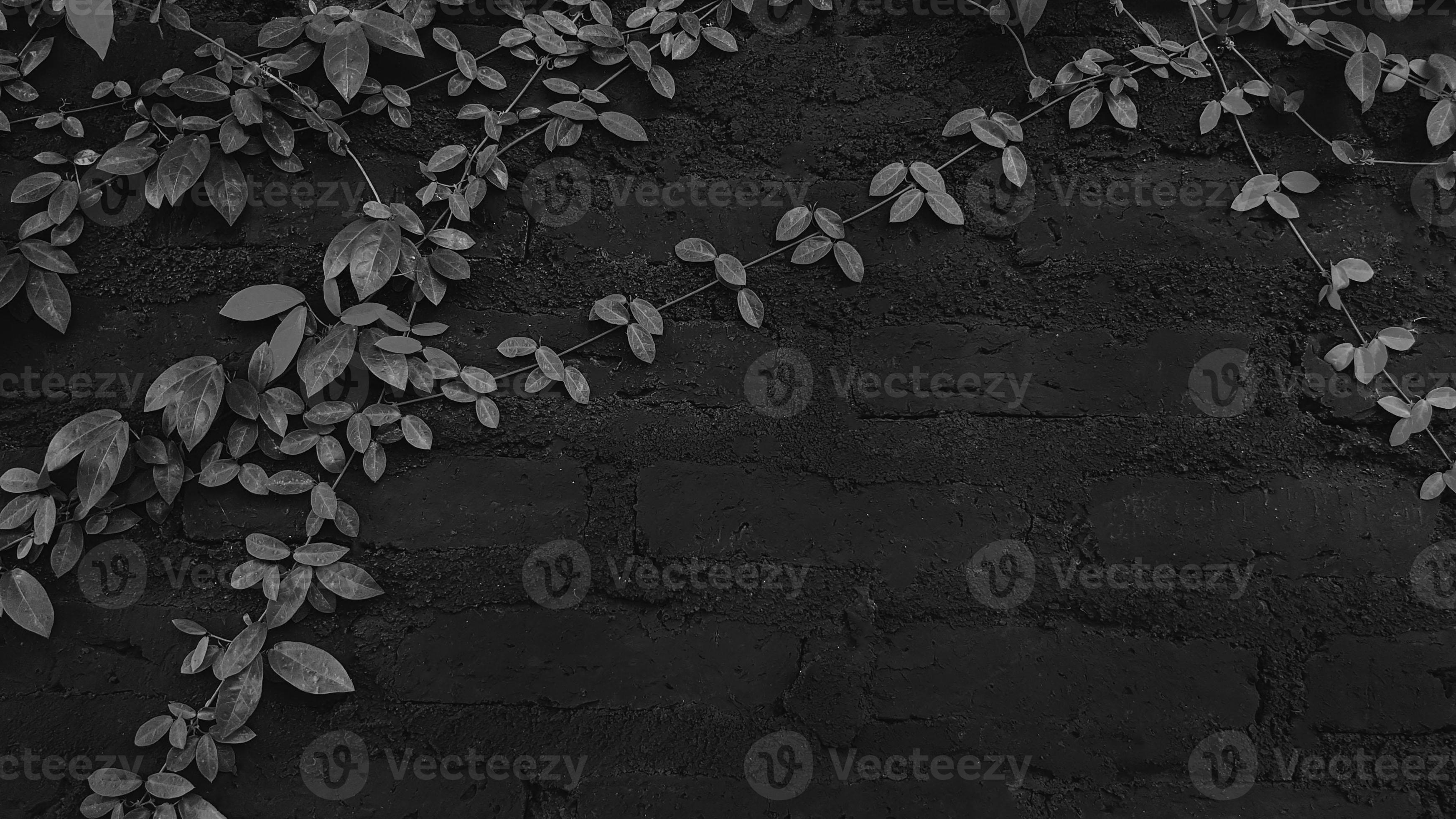 Dark Gray or grey vine, creeping plant on black brick wall background