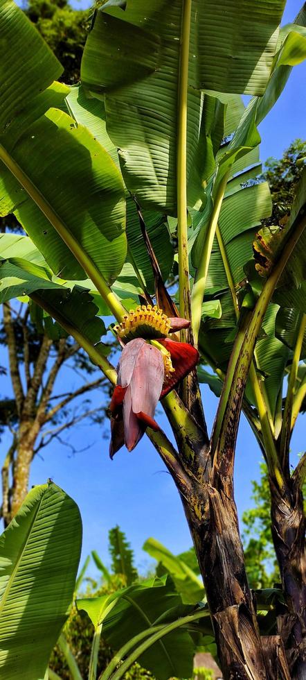 Portrait of a fruiting banana tree. photo