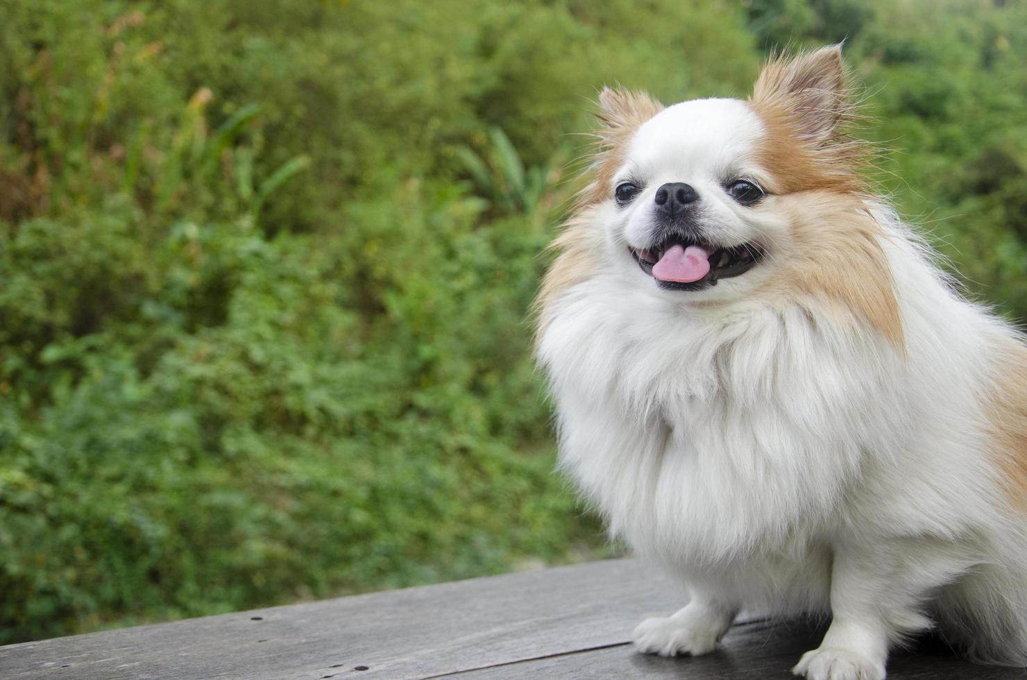 Cute smiling white chihuahua face sitting in the park with copy space. photo