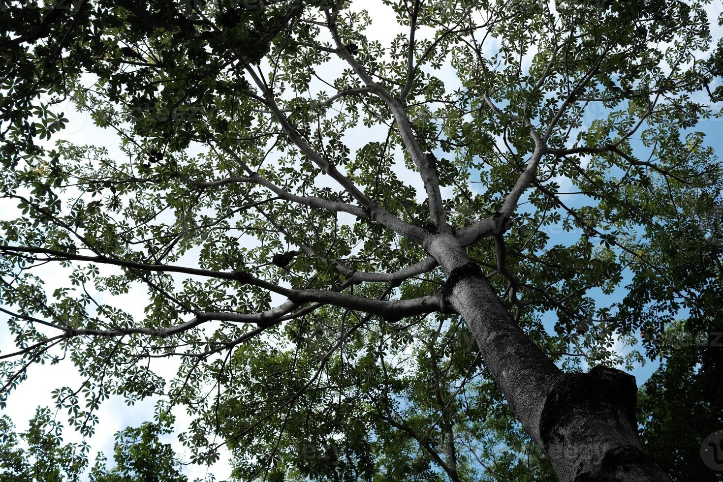 Bottom View of Trees in the Park Background. photo