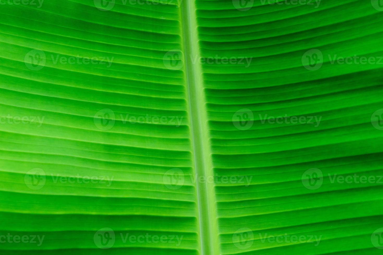 Green Banana Leaf Texture Background. photo