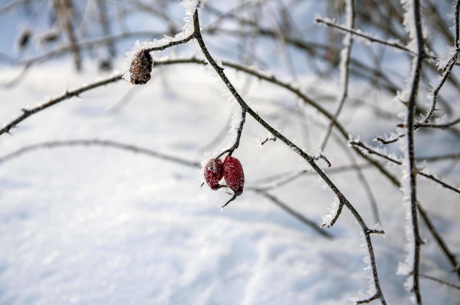 Closeup tree branch covered with frost in winter photo