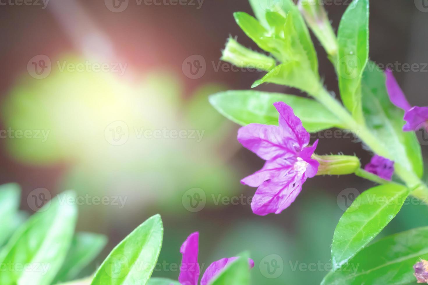 Closeup pink flower of green leaves on blur for nature background photo