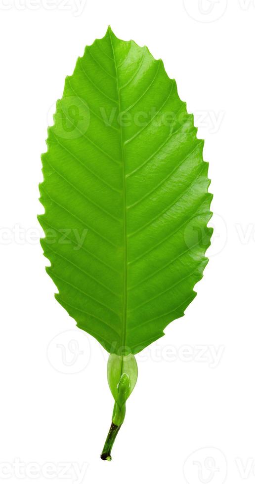 Green leaves pattern isolated on white background photo