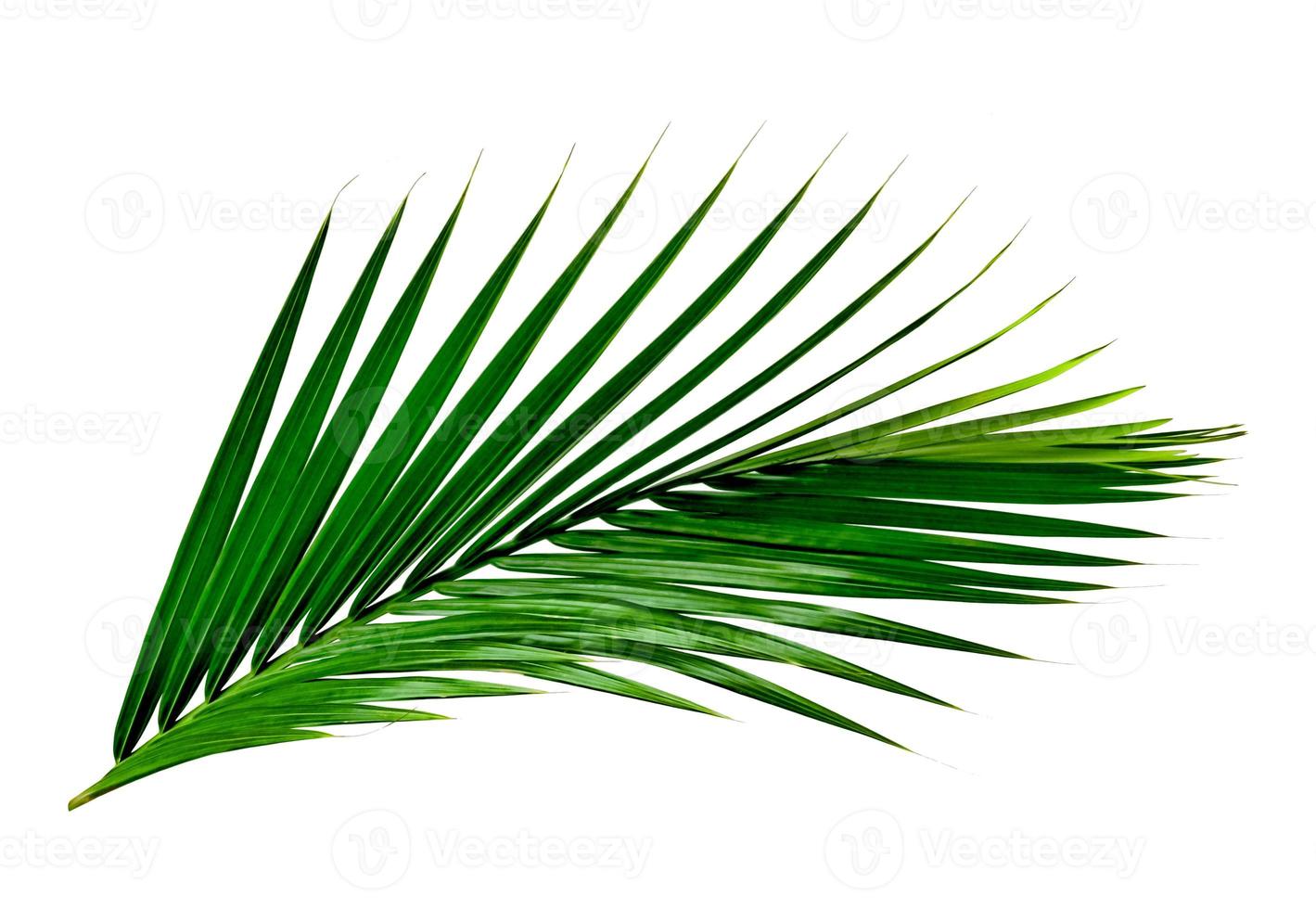 Green leaves pattern,leaf palm tree isolated on white background photo