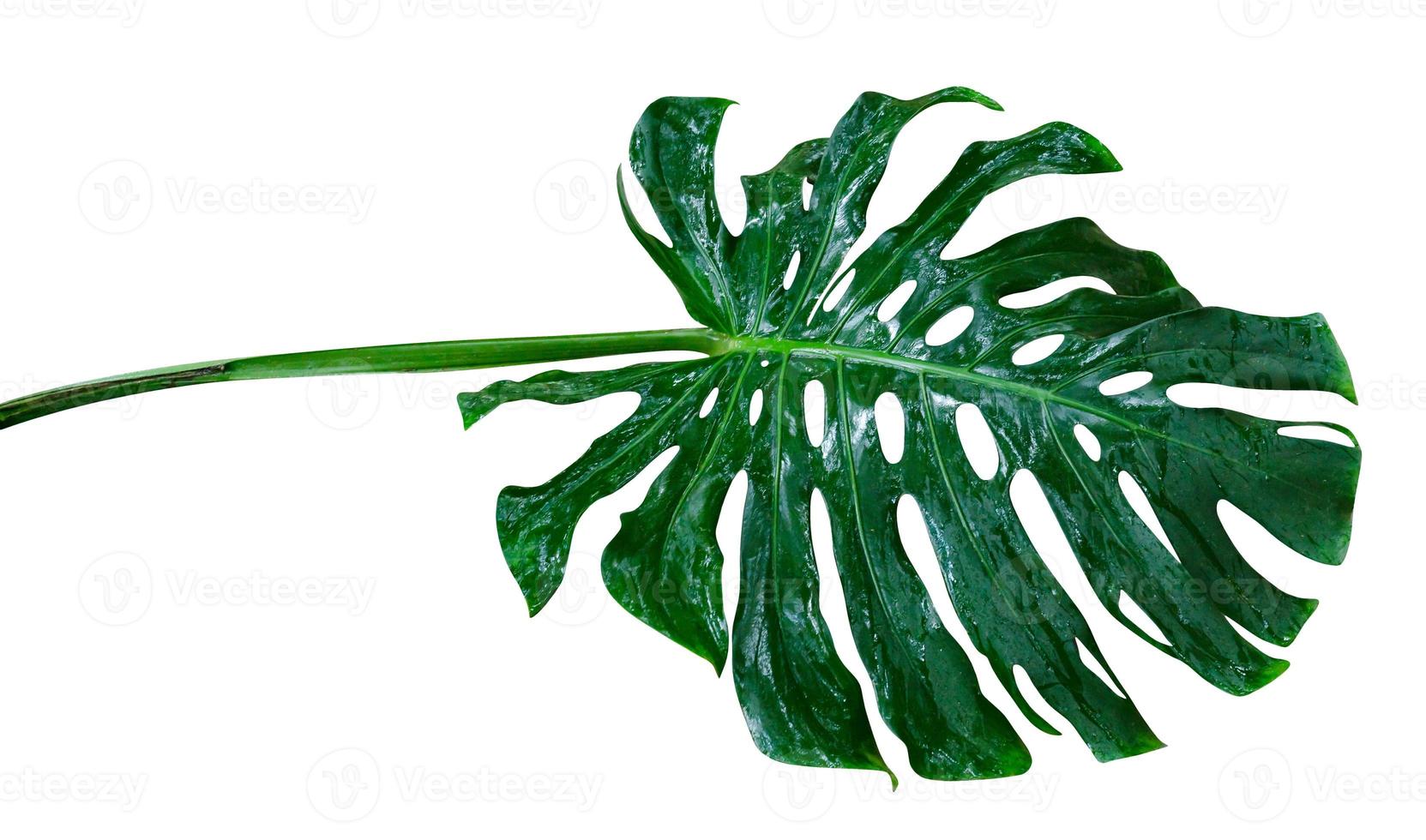 Green leaves pattern,leaf monstera isolated on white background,include clipping path photo