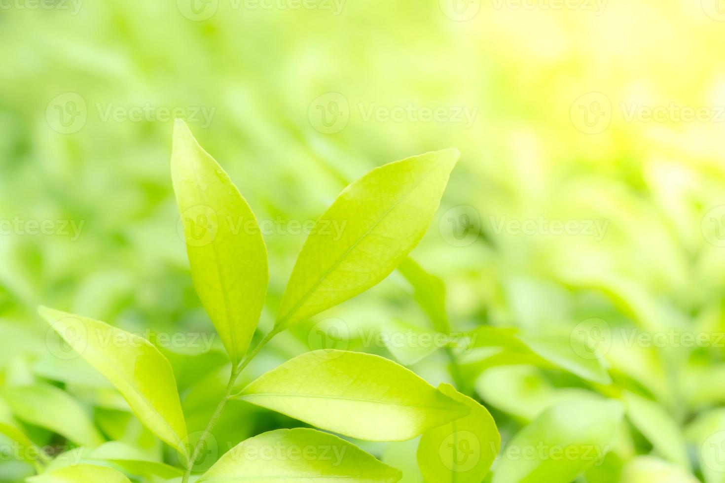 Green leaves pattern for summer or spring season concept,leaf blur textured,nature background photo