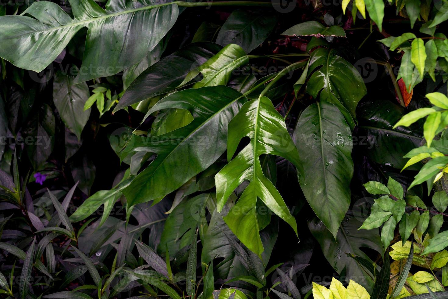 Green leaves pattern,leaf monstera in the forest for nature background photo