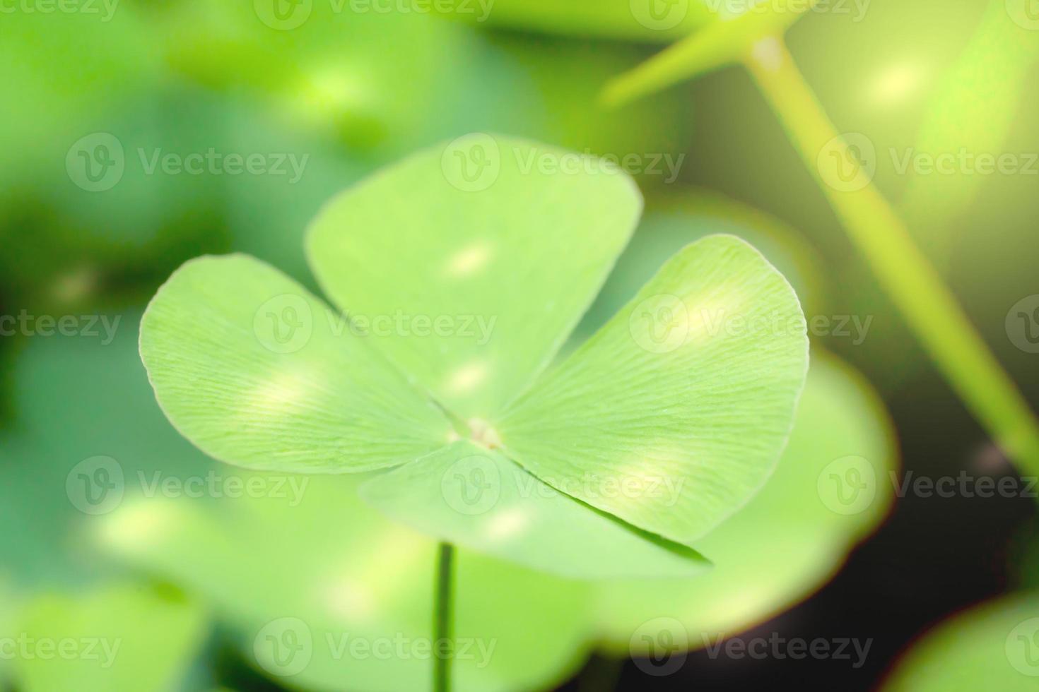 Closeup green leaves on blur background,nature concept,shamrock or water clover plant photo