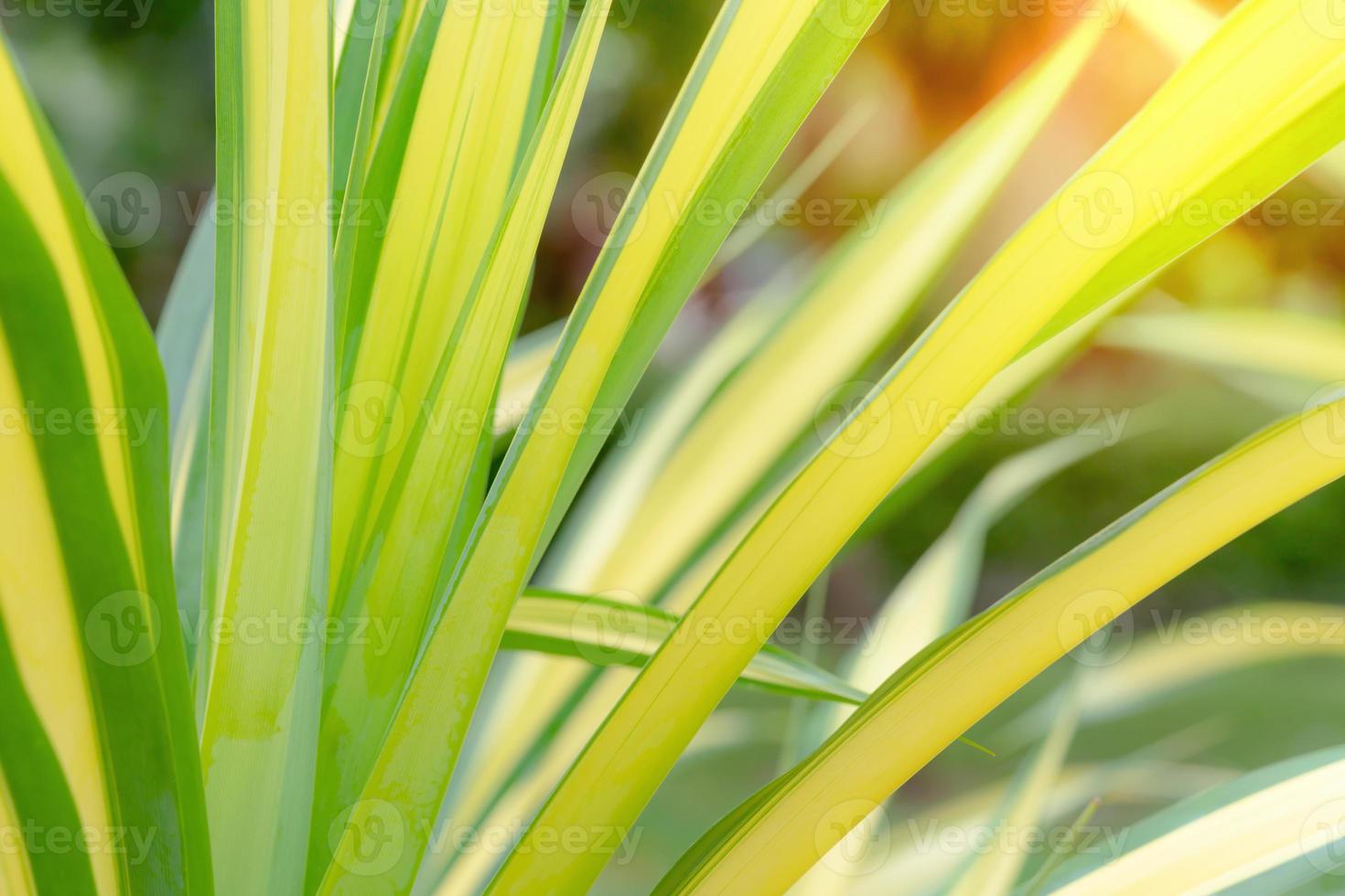 Green leaves pattern for summer or spring season concept,leaf nature background photo