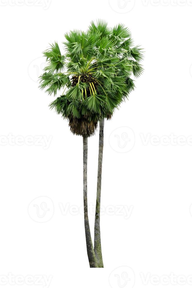 palm tree isolated on white background photo