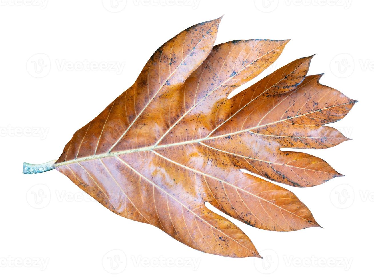 Dry breadfruit leaves pattern isolated on white background,include clipping path photo