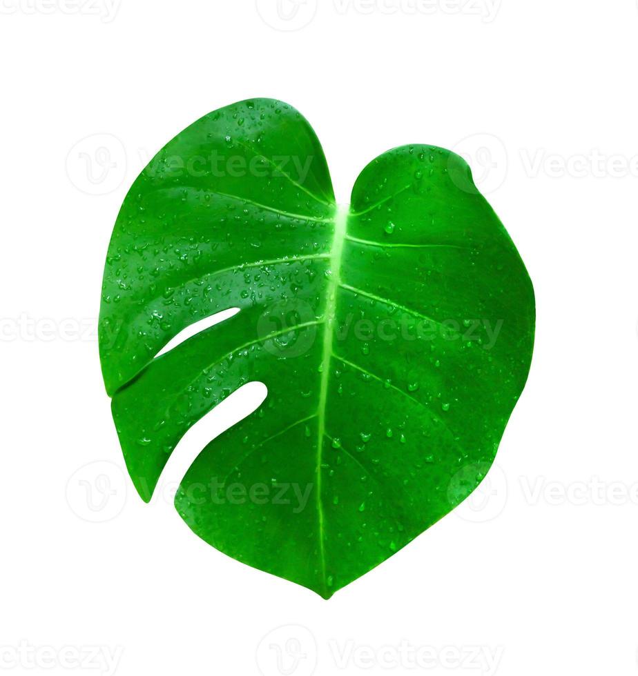 Green leaves pattern,leaf monstera isolated on white background,include clipping path photo