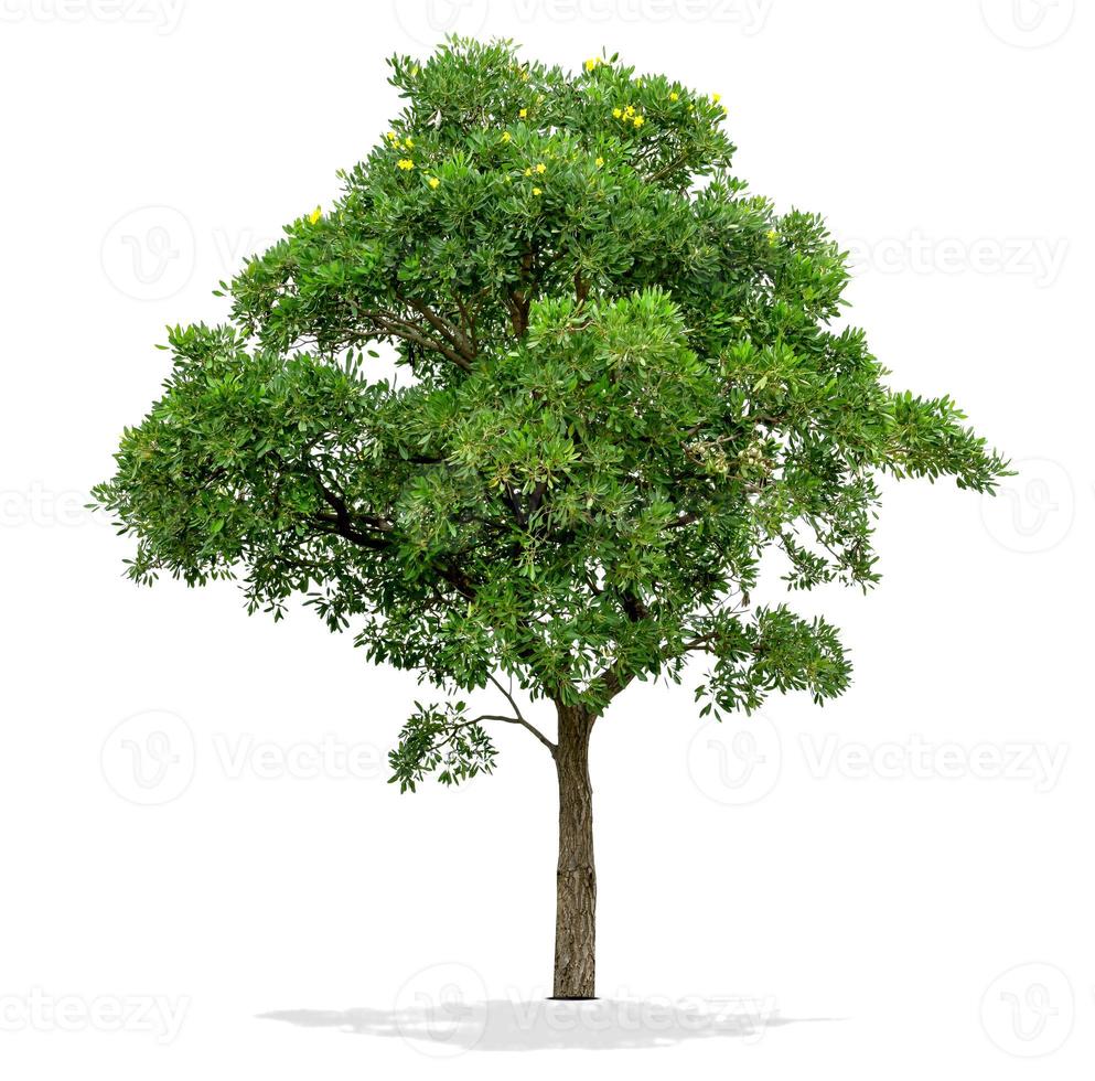 árbol verde aislado sobre fondo blanco foto