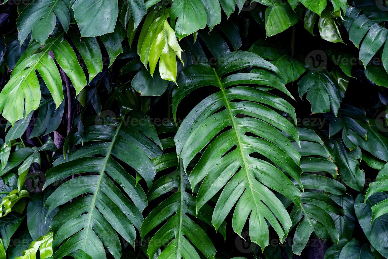 Green leaves pattern,leaf monstera in the forest for nature background photo