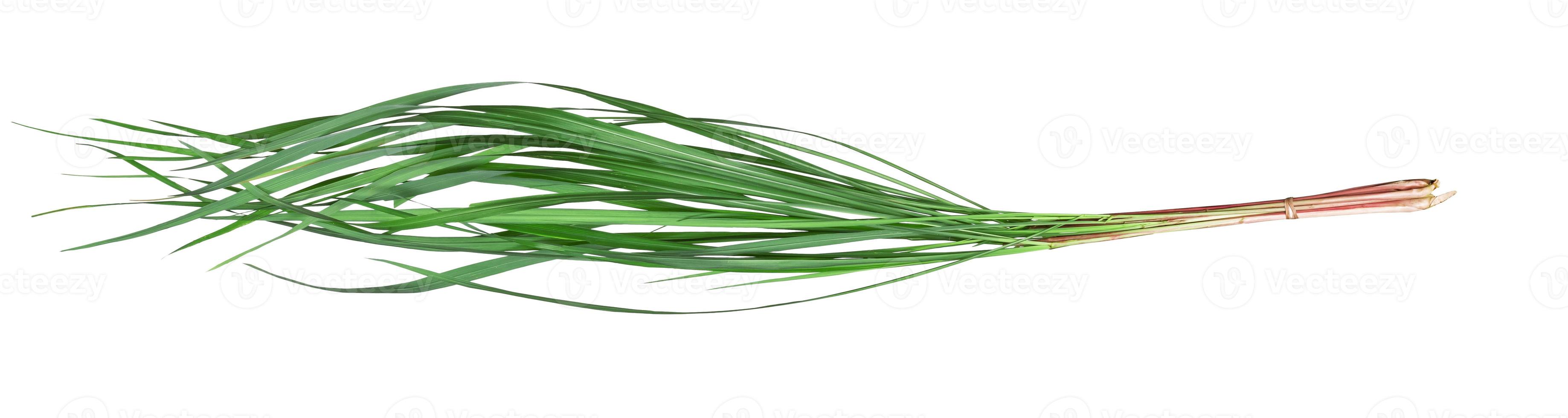 Green leaves pattern of Cymbopogon nardus isolated on white background photo