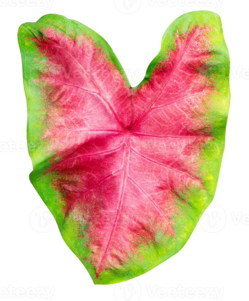 leaves pattern of Caladium or Heart Of Jesus leaf isolated on white background,include clipping path photo
