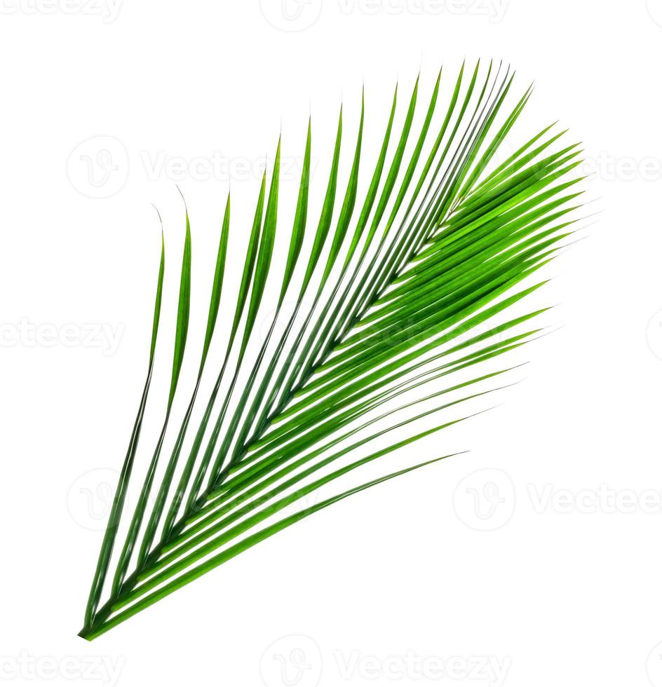 Green leaves pattern,leaf palm tree isolated on white background photo