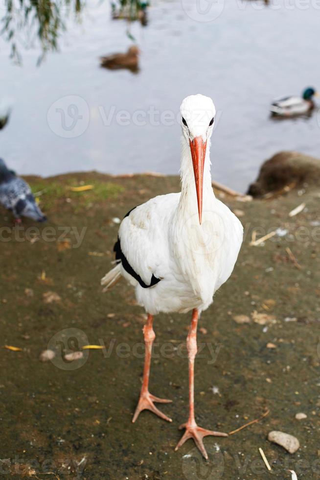 cigüeña cerca el lago. retrato de un cigüeña foto