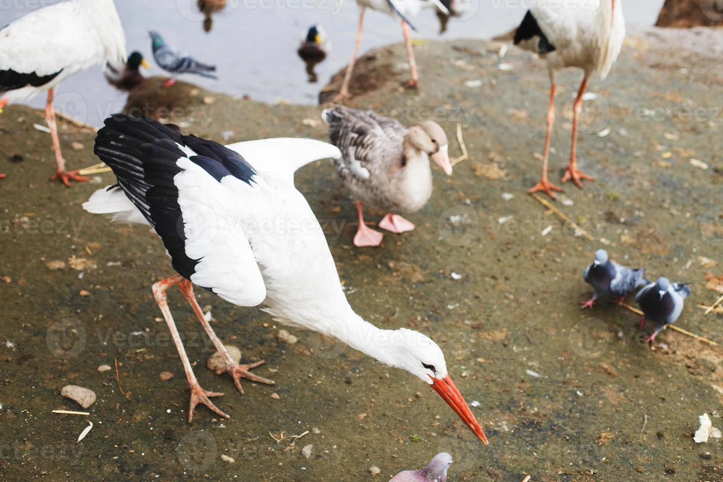 Stork near the lake. portrait of a stork. stork eats bread with its beak photo