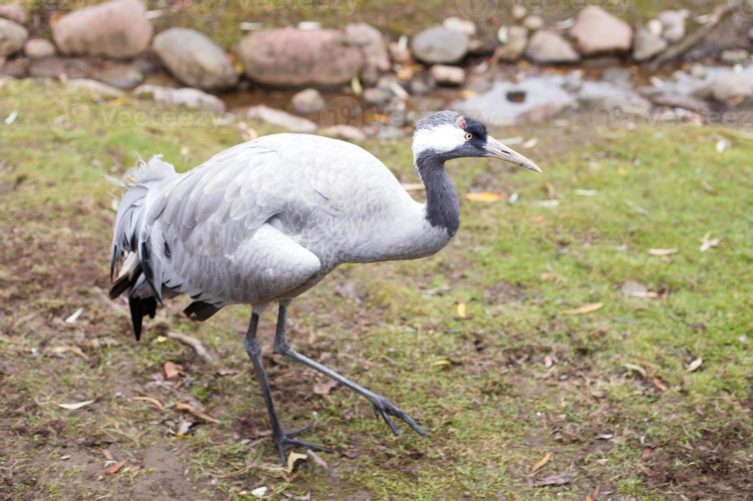 portrait of crane bird on the grass photo