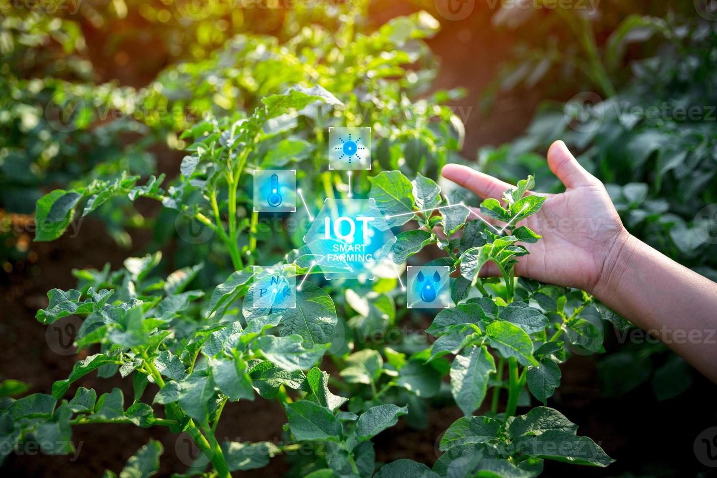 Smart farming with IoT internet of things, Growing potato seedling with infographics. Smart farming and precision agriculture 4.0. modern agricultural technology and data management to industry farm photo