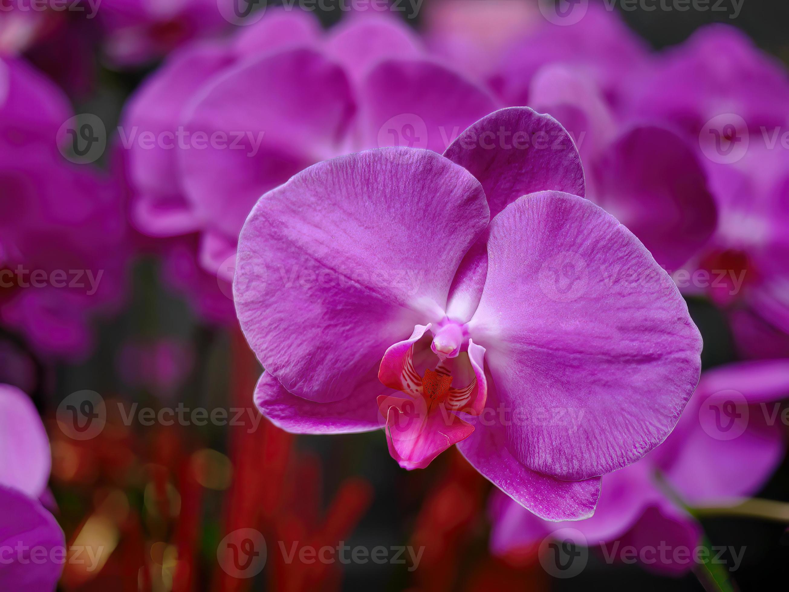 Natural form of magenta purple Orchid flower in blurred background