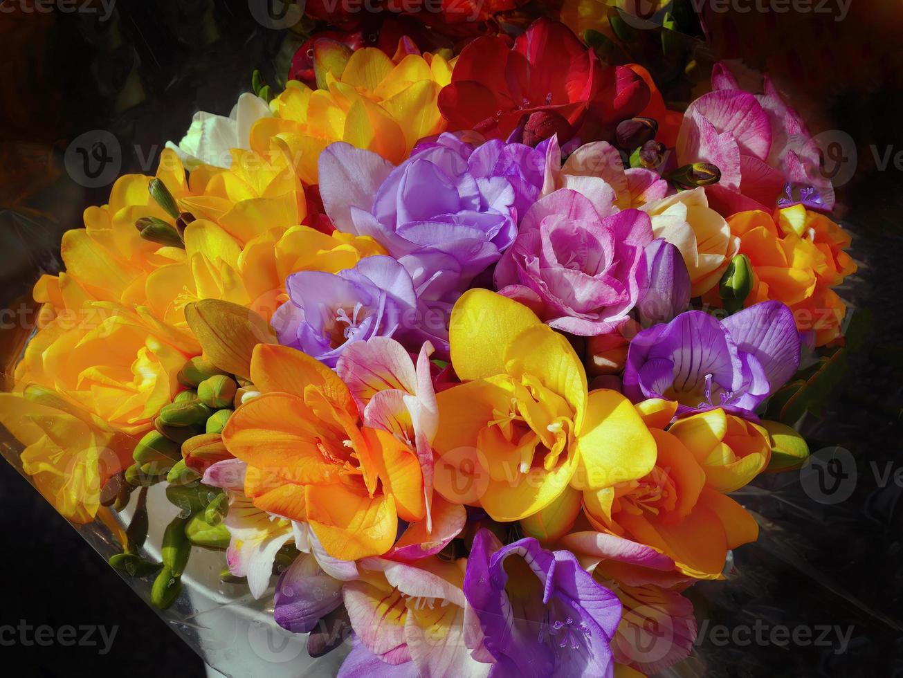 Fresco ramo de flores de fresias desde familia iridáceas, diferente colores envuelto en transparente el plastico hoja, en un balde, oscuro fondo, esperando para rebaja foto