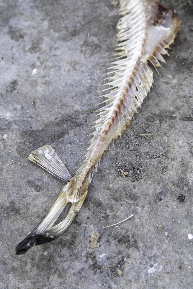 Dried fish in the garbage photo