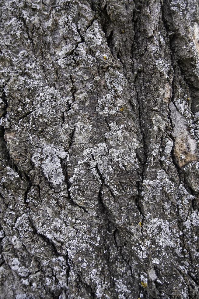 Tree bark background photo