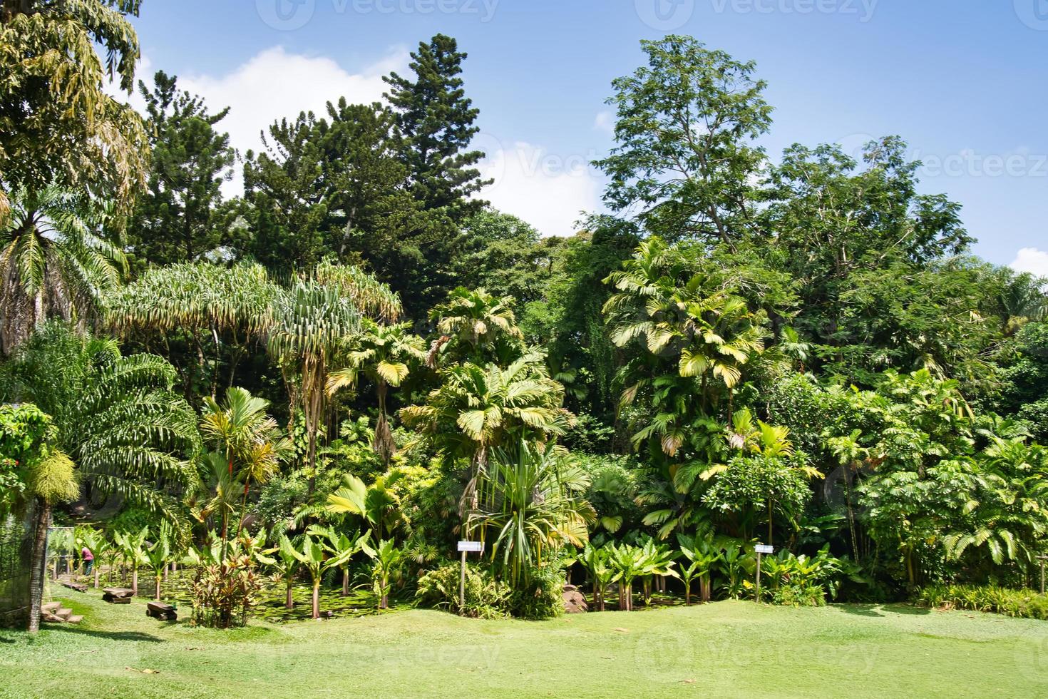 Beautiful scenery in the botanical garden and endemic plants photo