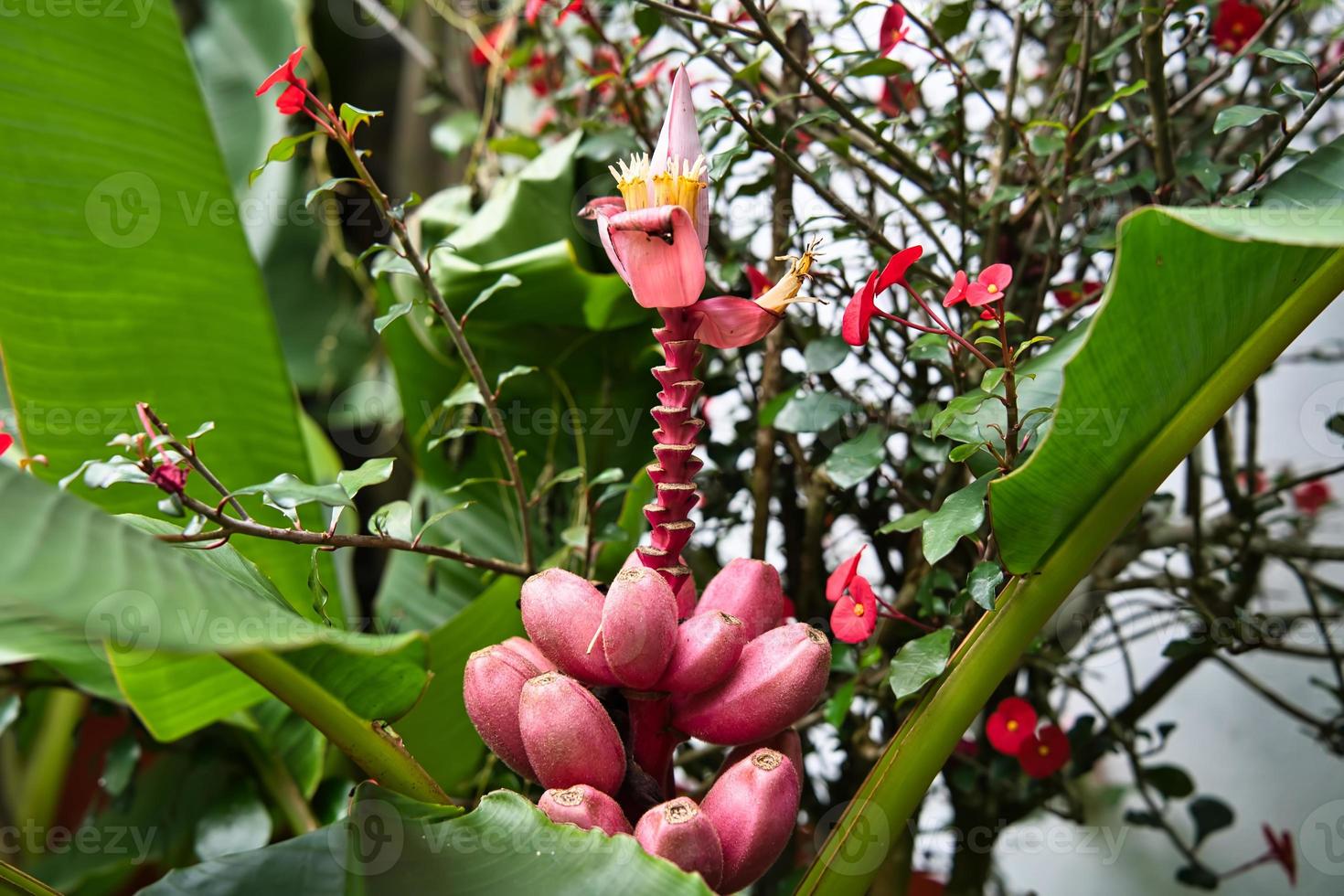 rosado terciopelo plátano flor a el flor exótico jardín foto