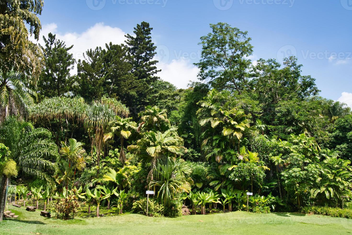 hermosa paisaje en el botánico jardín y endémico plantas foto