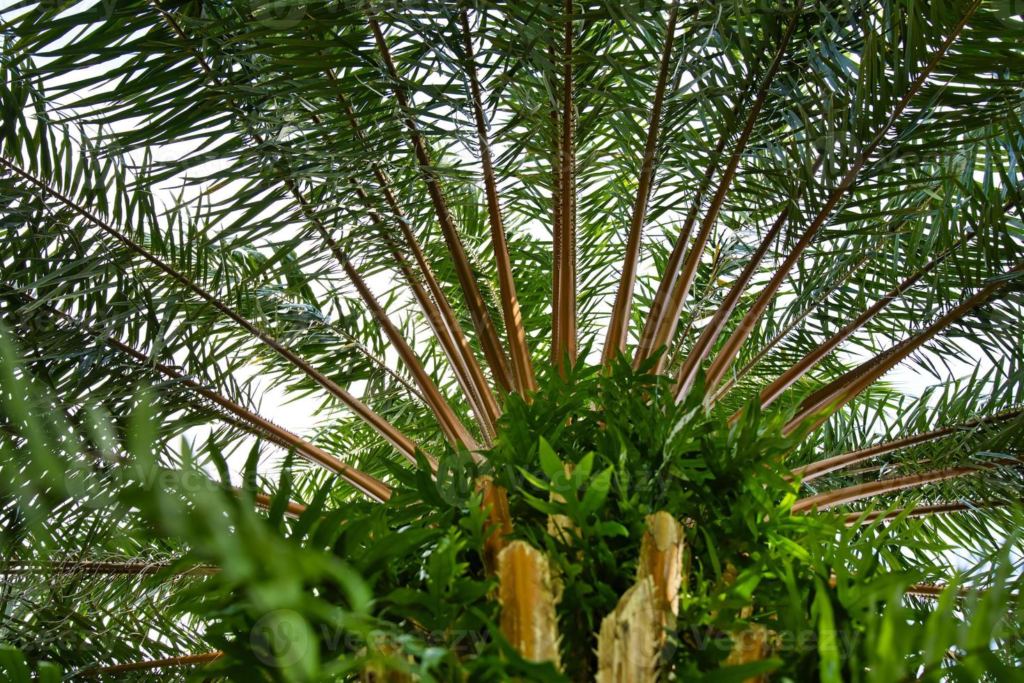 Beautiful view View under a palm tree photo