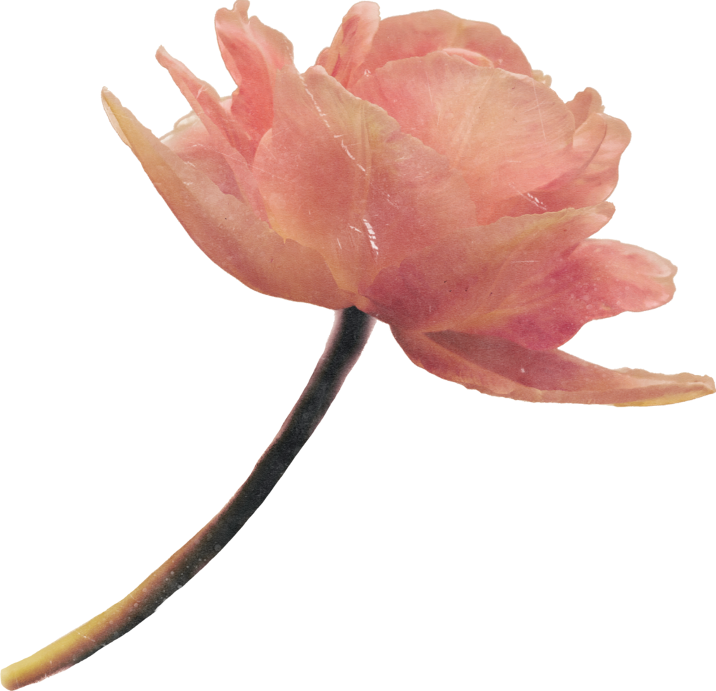rosa realistisk årgång blomma. blommig botanisk tryckbar estetisk element. Skära ut scrapbooking klistermärken för bröllop inbjudningar, anteckningsböcker, tidskrifter, hälsning kort, omslag papper png