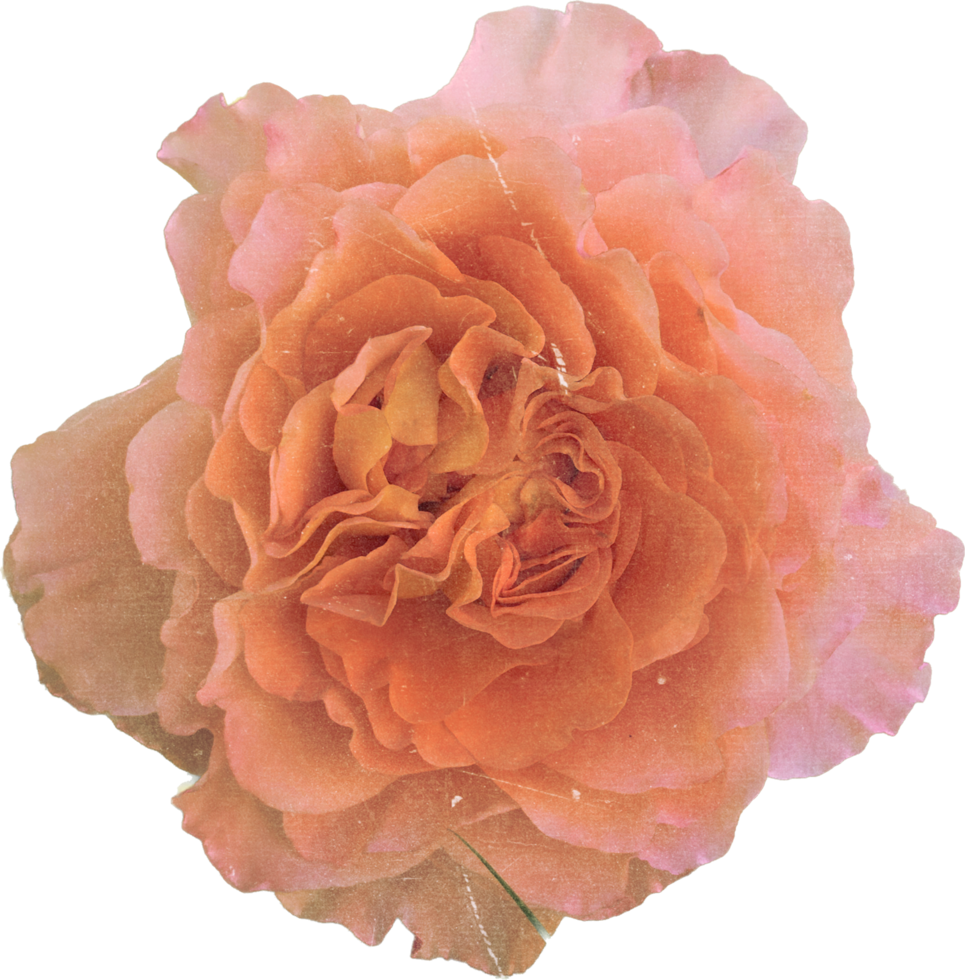 rosa realistico Vintage ▾ rosa fiore. floreale botanico stampabile estetico elementi. ritagliare scrapbooking adesivi per nozze inviti, i Quaderni, giornali, saluto carte, involucro carta png