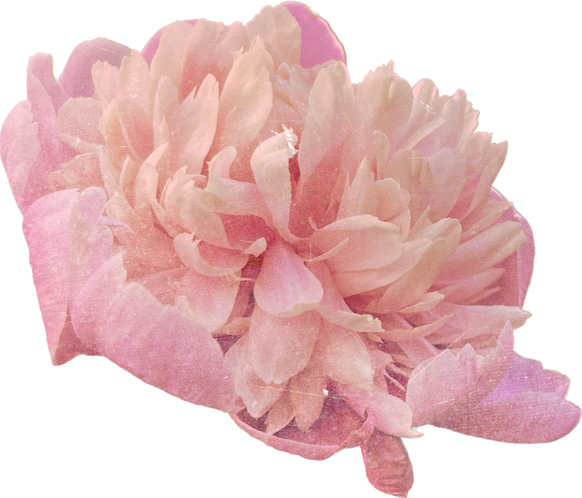 rosa realistico Vintage ▾ peonia fiore. floreale botanico stampabile estetico elementi. ritagliare scrapbooking adesivi per nozze inviti, i Quaderni, giornali, saluto carte, involucro carta png