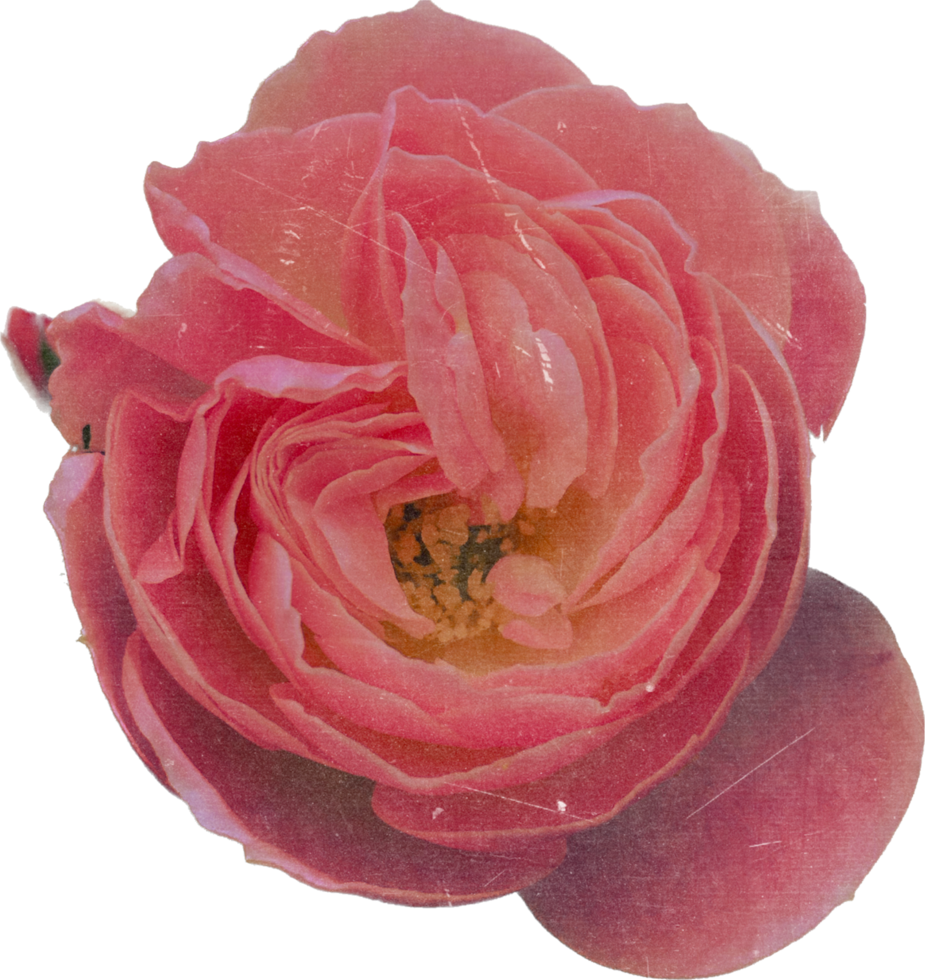 roze realistisch wijnoogst roos bloem. bloemen botanisch afdrukbare esthetisch elementen. uitknippen scrapbooking stickers voor bruiloft uitnodigingen, notitieboekjes, tijdschriften, groet kaarten, omhulsel papier png