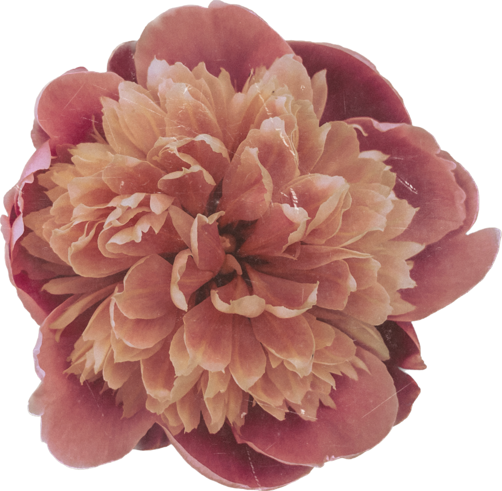 Rosa realista vintage peônia flor. floral botânico imprimível estético elementos. Cortar fora scrapbooking adesivos para Casamento convites, cadernos, diários, cumprimento cartões, invólucro papel png