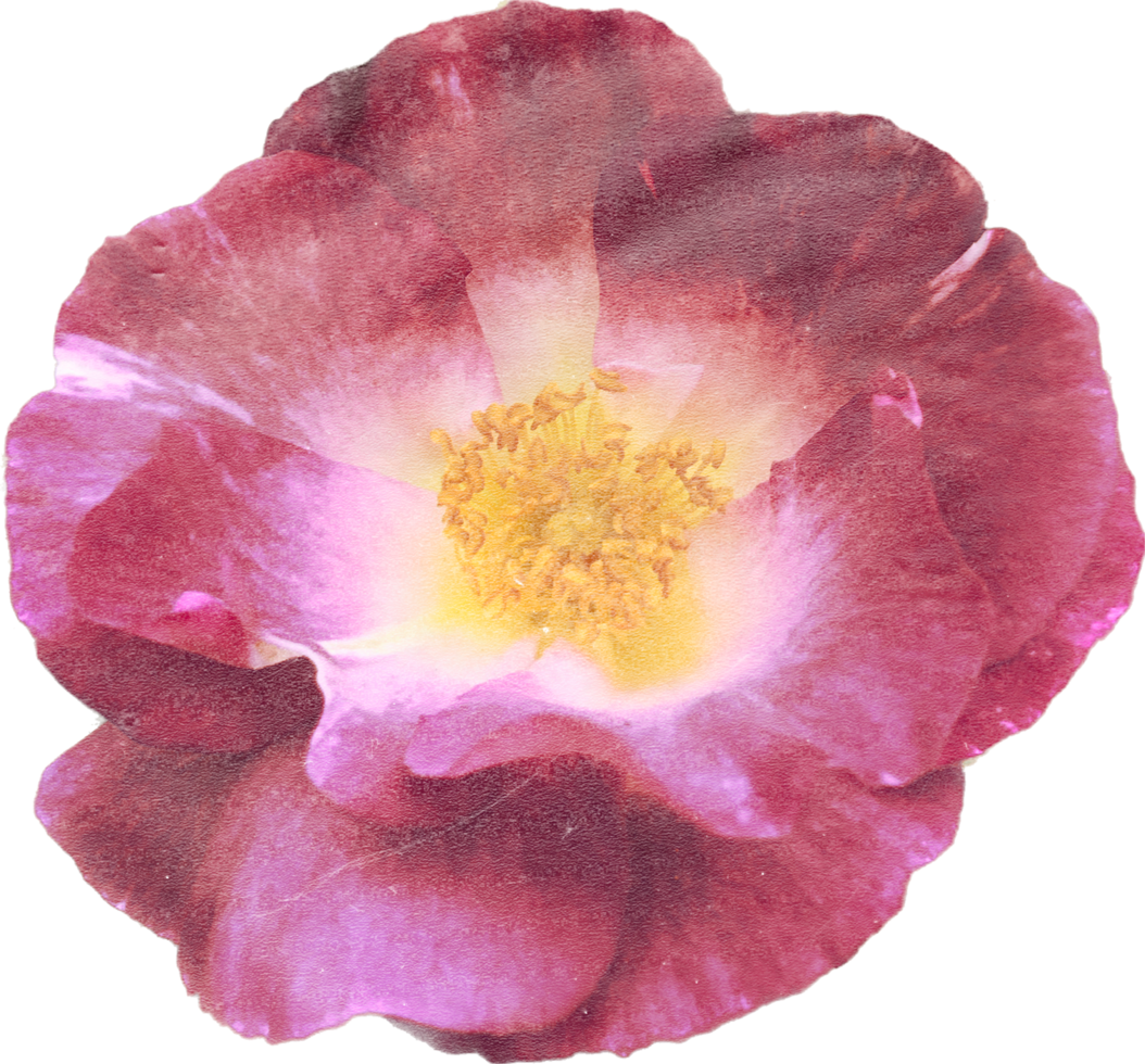 Rosa realista vintage rosa flor. floral botânico imprimível estético elementos. Cortar fora scrapbooking adesivos para Casamento convites, cadernos, diários, cumprimento cartões, invólucro papel png