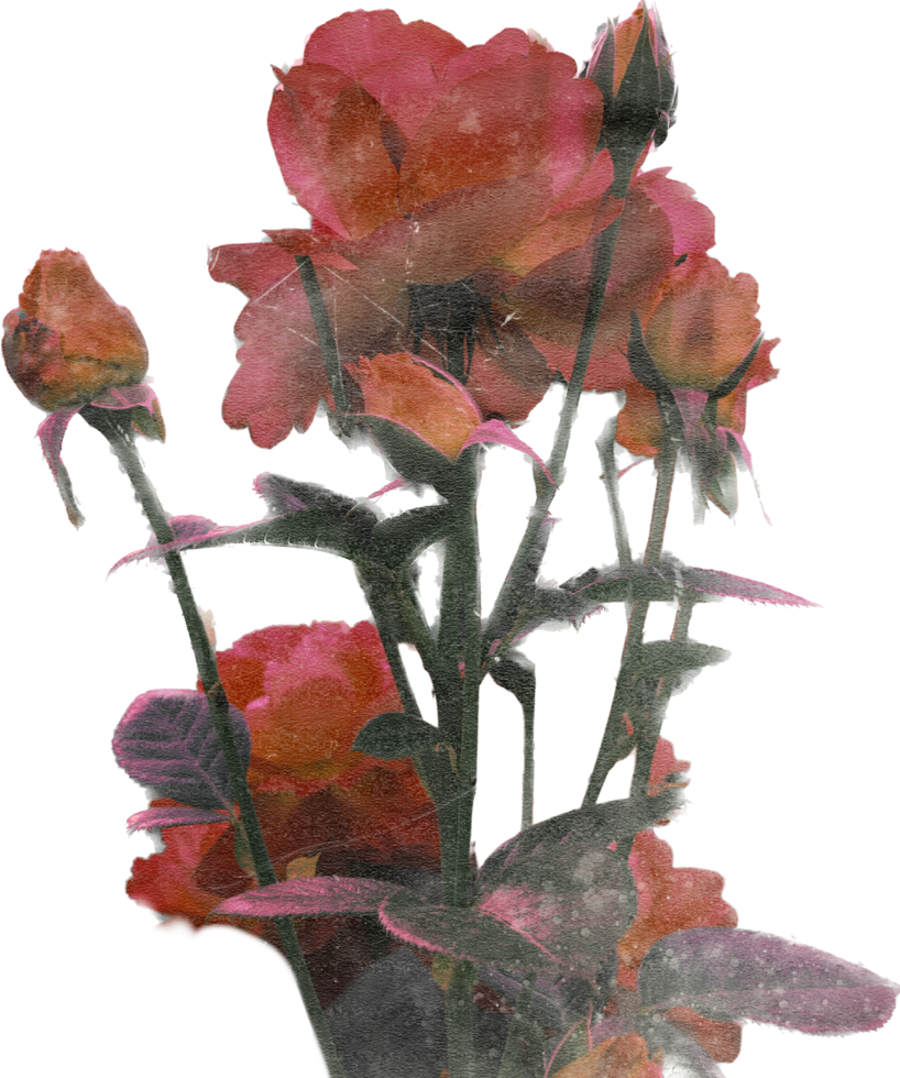 Rosa realista vintage flor. floral botânico imprimível estético elementos. Cortar fora scrapbooking adesivos para Casamento convites, cadernos, diários, cumprimento cartões, invólucro papel png