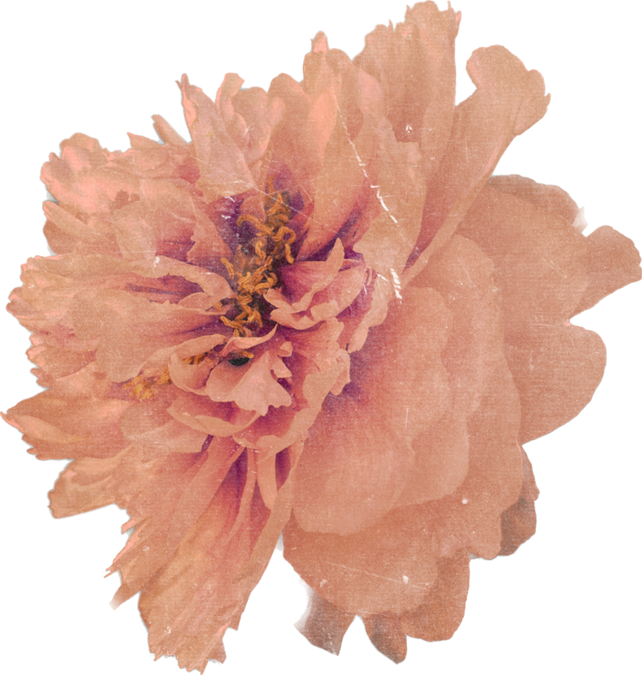 roze realistisch wijnoogst pioen bloem. bloemen botanisch afdrukbare esthetisch elementen. uitknippen scrapbooking stickers voor bruiloft uitnodigingen, notitieboekjes, tijdschriften, groet kaarten, omhulsel papier png